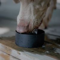 Scosche MagicMount Flask - Handyhalterung – Isolierte Trinkflasche 650ML – MagSafe – Schwarz