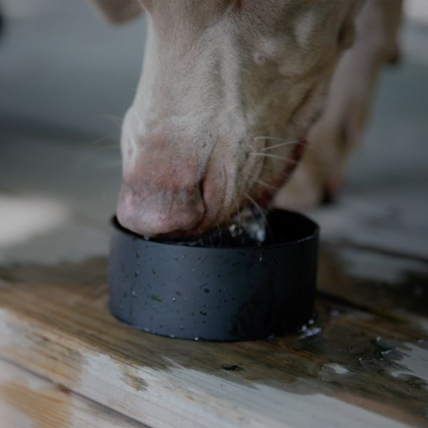 Scosche MagicMount Flask - Handyhalterung – Isolierte Trinkflasche 650ML – MagSafe – Schwarz